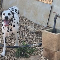 ATLAS, chien à adopter