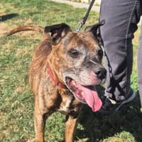 PAKO, chien à adopter