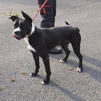 RIVER VAA, chienne à adopter
