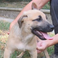MAA 3495, chienne à adopter