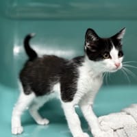 BRUCE, chat à adopter