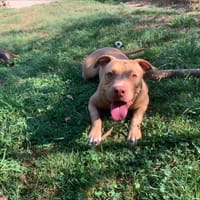 Nevada, chienne à adopter