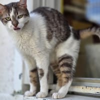 Ari, chat à adopter