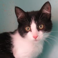 REGLISSE, chatte à adopter