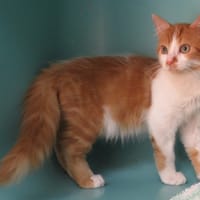 MAC 4202, chat à adopter