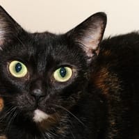 GUIRAUDE A17132, chatte à adopter