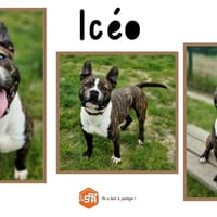 ICEO, chien à adopter
