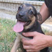 MAA 3496, chienne à adopter