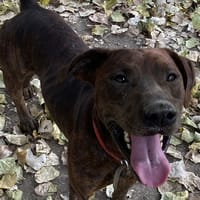 ZEUS, chien à adopter