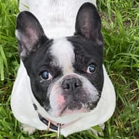 NAYA, chienne à adopter