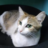 SHEMALI, chatte à adopter