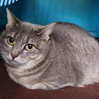 STARLETTE QCT, chatte à adopter