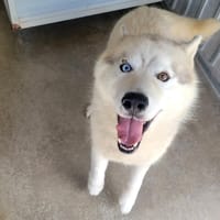Snow, chien à adopter