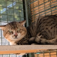 DOVE, chat à adopter