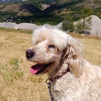 HAIDI      CNNE, chienne à adopter