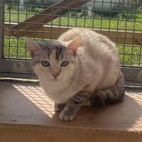 DIDA, chatte à adopter