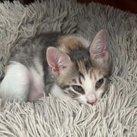 ALYA, chatte à adopter
