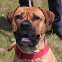 ROSALITA, chienne à adopter