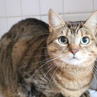 LOUNA HAB17249, chatte à adopter