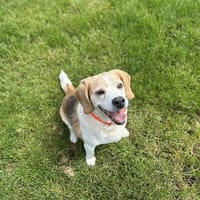 IRON B, chien à adopter