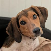 NAMI, chienne à adopter