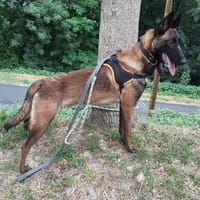 Robin, chien à adopter