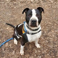 KENZO PAA22725, chien à adopter