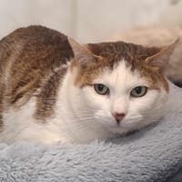 PIRATE, chat à adopter