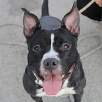 SHADOW, chienne à adopter