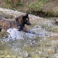 RIM,, chienne à adopter