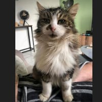 MOLLY (réservée), chatte à adopter