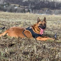 UTOPYA, chienne à adopter