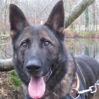 ATLAS, chien à adopter