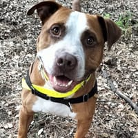 Djoe, chien à adopter