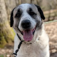 BAMSI, chien à adopter