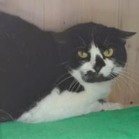 Guizma Cab3512, chatte à adopter