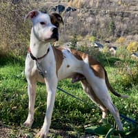 LOKI CN, chien à adopter
