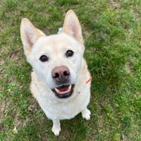 PUFF, chien à adopter