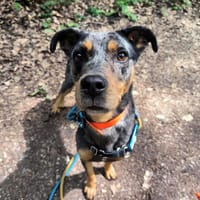 BOB PAA22596, chien à adopter
