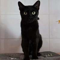 Stella, chatte à adopter