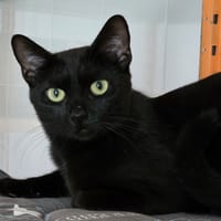 Stella, chatte à adopter
