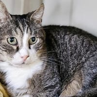 Pop, chat à adopter