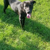 Kai, pies do adopcji