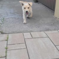 Lumi, suczka do adopcji