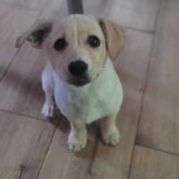 Fado, pies do adopcji