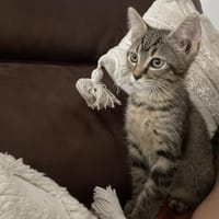 SAMBA, chat à adopter