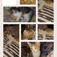 ANUBIS, chat à adopter