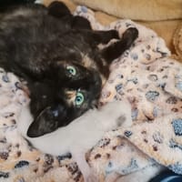 Mamah, chatte à adopter