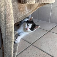Astiko de Crépy, chat à adopter