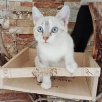 RICOTTA, chatte à adopter